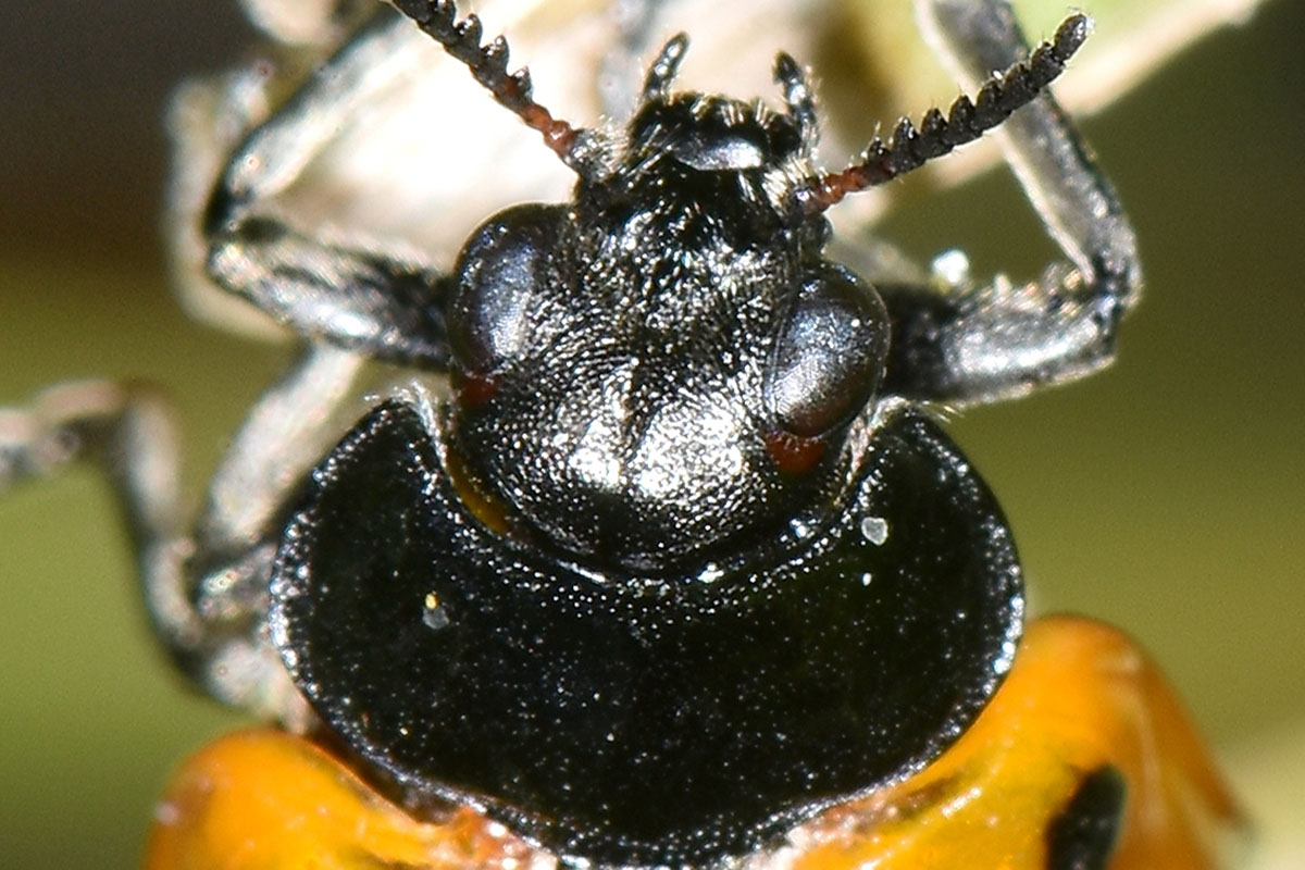 Chrysomelidae:  Clytra sp.?  S ! Clytra cfr. quadripunctata